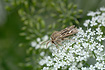 Photo ofAntler Moth (Cerapteryx graminis). Photographer: 