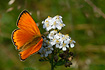 Male Scarce Copper with the beautiful orange-red colour