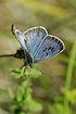 Large Blue wing upperside