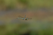 Flying Common Hawker