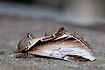 Beautifully coloured Lesser Swallow Prominent.
