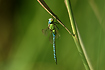 Male Green Hawker resting in the vegetation