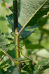 Upland Green Bush-cricket, well hidden in the vegetation