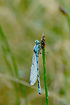 Dew-covered Common Blue Damselfly