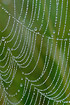 Dew on spider web a late sommer morning