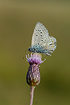 Common Blue on thistle