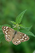 Female Speckled Wood