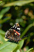 Red Admiral resting on a leaf