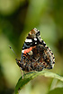 Red Admiral resting on a leaf