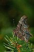 Comma resting on Spruce