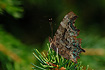 Comma resting on spruce