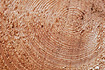 Tree-rings on a Norway Spruce