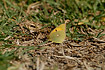 Clouded Yellow - the only colias species occuring on the Canary Islands