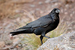 Photo ofRaven (Corvus corax). Photographer: 