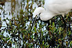 Fouraging Little Egret