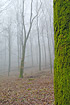 Foggy february forest - near and far