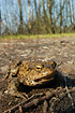 Common Toad at eye-level