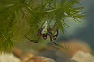 Water Spider (aquarium photography)