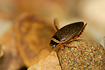 The aquatic beetle Graphoderus zonatus (aquarium photograph)