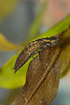 Brown Hawker larva (aquarium photo)