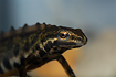 A close-up portrait of the friendly-looking face of a Common Newt (aquarium photo)