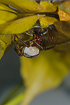 Water Spider at it`s air-filled hide (aquarium photo)