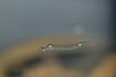 Larva of Phantom Midge (Chaoboridae sp.) (aquarium photo)