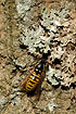 Unidentified wasp