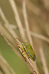 Photo ofGorse Shieldbug (Piezodorus lituratus). Photographer: 