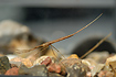 Water Stick Insect (aquarium photo).