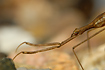 Close-up of Water Stick Insect (aquarium photo).