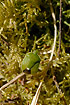 The shield bug Chlorochroa juniperina