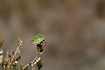 Photo ofGreen Shield Bug (Palomena prasina). Photographer: 
