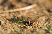 Slender Groundhopper on the ground where it is usually found.