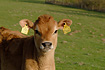 Photo ofDomestic Cow (Bos taurus). Photographer: 