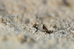 Very small grasshopper-nymph