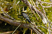 The ground beetle Pterostichus oblongopunctatus