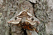 Mating Emperor Moth
