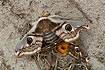 Foto af Lille Natpfugleje (Saturnia pavonia). Fotograf: 