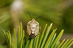 The bug Chlorochroa pinicola