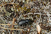 The beetle species Carabus arvensis