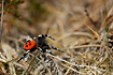 Male Ladybird Spider