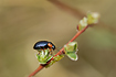 the leaf beetle Chrysomela collaris