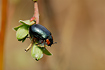 The leaf beetle Chrysomela collaris