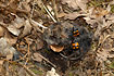 Photo ofCommon Sexton Beetle (Nicrophorus vespilloides). Photographer: 