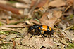 Common Sexton Beetle