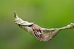 Foto af Sivhjulspinder (Larinioides cornutus). Fotograf: 