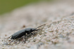 The ground beetle Pterostichus nigrita