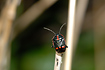 Photo ofCabbage Bug (Eurydema oleracea). Photographer: 