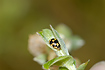 The beetle species Propylea quatuordecimpunctata